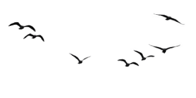 pajaros